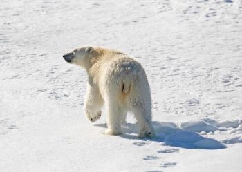 Arctic Council to hold virtual chairmanship handover from Norway to Denmark on May 12 – The Barents Observer