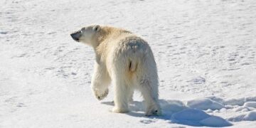 Arctic Council to hold virtual chairmanship handover from Norway to Denmark on May 12 – The Barents Observer