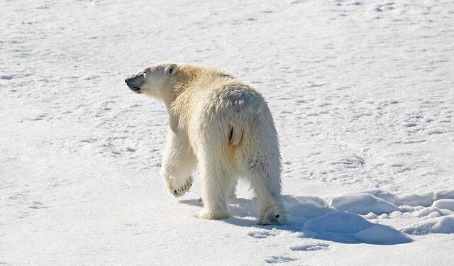 Arctic Council to hold virtual chairmanship handover from Norway to Denmark on May 12 – The Barents Observer