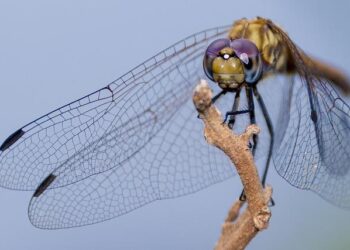 Ugandan dictator Idi Amin overthrown – History Channel