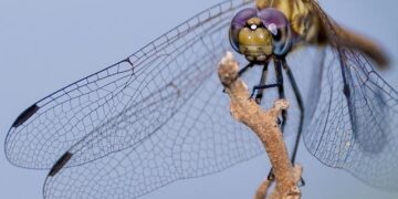 Ugandan dictator Idi Amin overthrown – History Channel