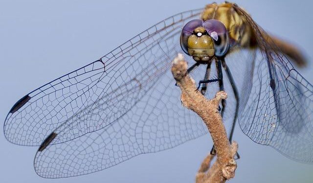 Ugandan dictator Idi Amin overthrown – History Channel