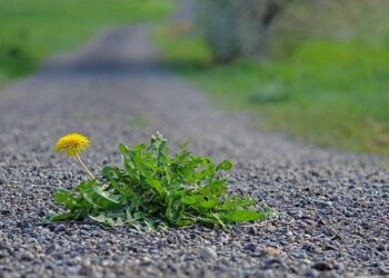 EU SUPPORT TO GBV SURVIVORS AND PEOPLE WITH DISABILITIES IN ESWATINI – EEAS