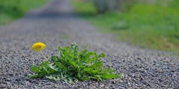 EU SUPPORT TO GBV SURVIVORS AND PEOPLE WITH DISABILITIES IN ESWATINI – EEAS