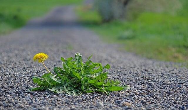 EU SUPPORT TO GBV SURVIVORS AND PEOPLE WITH DISABILITIES IN ESWATINI – EEAS