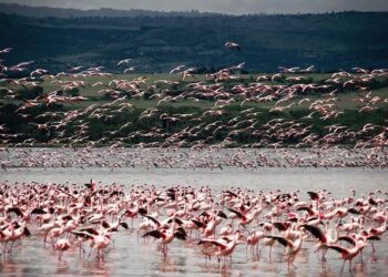 Kenya seeks new IMF loan deal, says no disagreements with Fund – Reuters