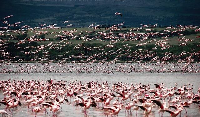 Kenya seeks new IMF loan deal, says no disagreements with Fund – Reuters