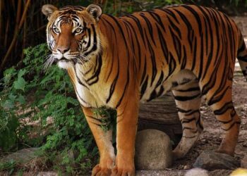 Wafcon 2026 qualifiers: Equatorial Guinea and Tunisia suffer upsets – BBC