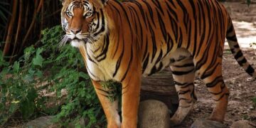 Wafcon 2026 qualifiers: Equatorial Guinea and Tunisia suffer upsets – BBC