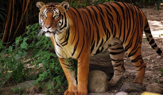 Wafcon 2026 qualifiers: Equatorial Guinea and Tunisia suffer upsets – BBC