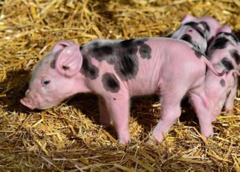 Species Threat Abatement and Restoration in the Central African Republic – IUCN