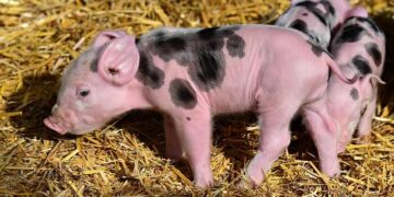 Species Threat Abatement and Restoration in the Central African Republic – IUCN