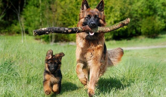 Sea Shepherd and Tuvalu Police Confiscate Over 9.5 Kilometers of Illegal Fishing Gear – Sea Shepherd Global