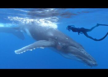 Swimming with Whales in Tonga – American Foreign Service Association