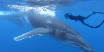 Swimming with Whales in Tonga – American Foreign Service Association