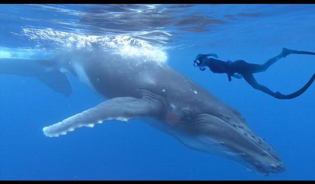 Swimming with Whales in Tonga – American Foreign Service Association