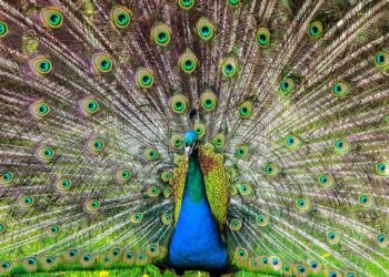 Tom Barrett ends tenure as U.S. ambassador to Luxembourg with future options open – Milwaukee Journal Sentinel