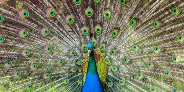 Tom Barrett ends tenure as U.S. ambassador to Luxembourg with future options open – Milwaukee Journal Sentinel