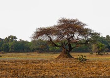 Zambia drop 4 NWSL stars, cite U.S. travel rules – ESPN