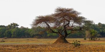 Zambia drop 4 NWSL stars, cite U.S. travel rules – ESPN