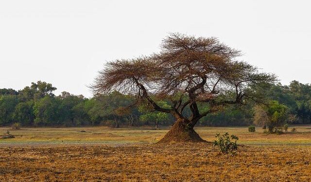 Zambia drop 4 NWSL stars, cite U.S. travel rules – ESPN