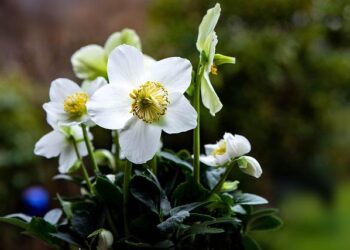 Niger Red Cross ban comes amid ‘dire humanitarian’ situation – DW