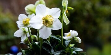 Niger Red Cross ban comes amid ‘dire humanitarian’ situation – DW