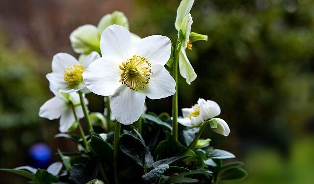 Niger Red Cross ban comes amid ‘dire humanitarian’ situation – DW