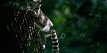 Lemur CSI: Researchers ID predators threatening Madagascar’s iconic primates – University of Colorado Boulder