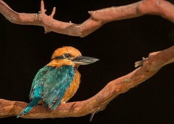Disney’s Commitment to Conservation: The Guam Kingfisher’s Journey from Extinction to Recovery – Disneyland News