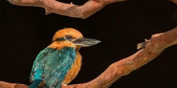 Disney’s Commitment to Conservation: The Guam Kingfisher’s Journey from Extinction to Recovery – Disneyland News
