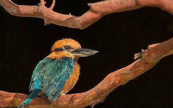 Disney’s Commitment to Conservation: The Guam Kingfisher’s Journey from Extinction to Recovery – Disneyland News