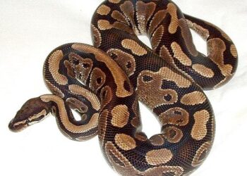 Incredible photos after Aussie man ‘untangles’ huge python from backyard chicken – Yahoo Home