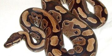 Incredible photos after Aussie man ‘untangles’ huge python from backyard chicken – Yahoo Home