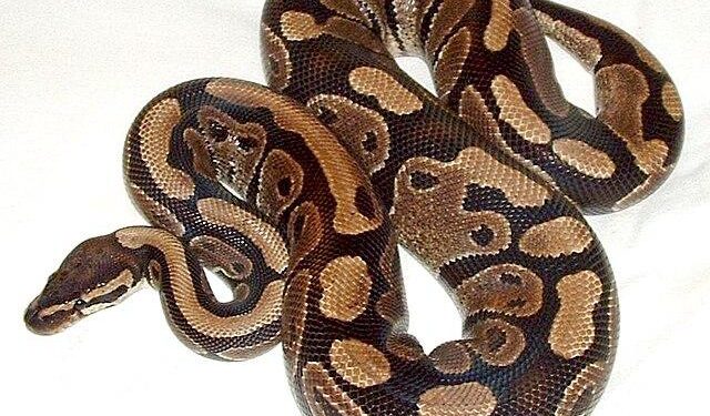 Incredible photos after Aussie man ‘untangles’ huge python from backyard chicken – Yahoo Home