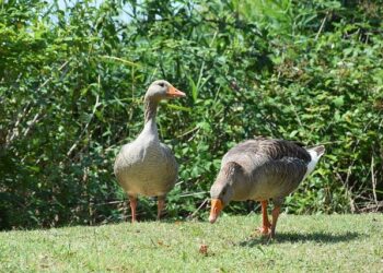 Novo Nordisk Remade Denmark. Then Came Eli Lilly, Tariffs and a Tumbling Stock. – Barron’s