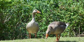 Novo Nordisk Remade Denmark. Then Came Eli Lilly, Tariffs and a Tumbling Stock. – Barron’s