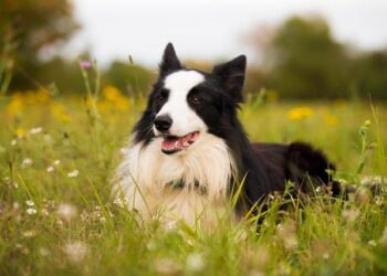 Bulgarian border city hails Schengen tourism boom – El Paso Inc.