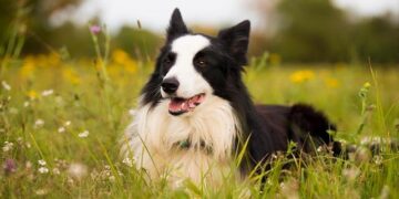 Bulgarian border city hails Schengen tourism boom – El Paso Inc.