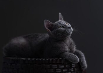 Russian ballistic missile strike kills dozens in Sumy, Zelensky says – BBC