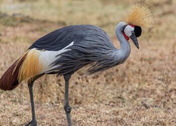 Tanzania health ministry reports negative test results in suspected Marburg virus outbreak – CIDRAP