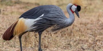 Tanzania health ministry reports negative test results in suspected Marburg virus outbreak – CIDRAP