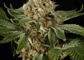 Kush in Sierra Leone: West-Africa’s growing synthetic drugs challenge and Europe’s and China’s part in it – Clingendael