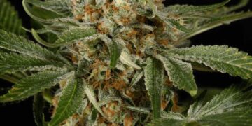 Kush in Sierra Leone: West-Africa’s growing synthetic drugs challenge and Europe’s and China’s part in it – Clingendael