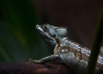 Can Nigeria Help Save the Pangolins Amid a Global Wildlife Crime Crisis? – The New York Times