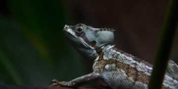 Can Nigeria Help Save the Pangolins Amid a Global Wildlife Crime Crisis? – The New York Times