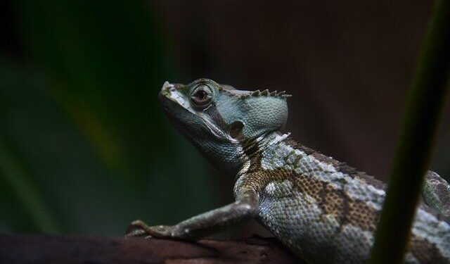 Can Nigeria Help Save the Pangolins Amid a Global Wildlife Crime Crisis? – The New York Times