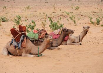 Mauritania’s bid to become an African energy hub – Financial Times