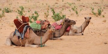 Mauritania’s bid to become an African energy hub – Financial Times