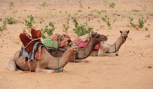 Mauritania’s bid to become an African energy hub – Financial Times